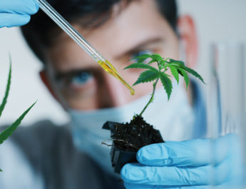 CBD For Cancer, Does It Work? Study Finds Survival Rate Triples In Mice