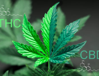 Which is Better: THC or CBD for Pain?